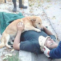 Собака обнимала рухнувшего с дерева хозяина в ожидании скорой