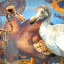 Тукуму түгөнгөн куштун сөөгү канча долларга сатылды?