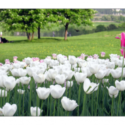 Сүйүнчү: эртең күн ачык болот