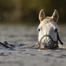 Аты менен кошо сууга түшүп кеткен адам изделүүдө