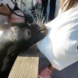 ВИДЕО - В Канаде морской лев утащил девочку в воду
