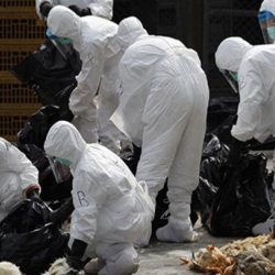 Кытайда куш тумоосу