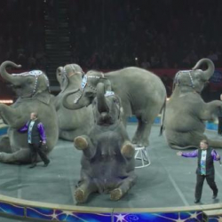 Дүйнөнүн эң чоң цирки жабылууда