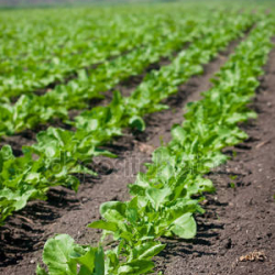 Кечээги катуу жааган жаан дыйкандарга зыян келтирди