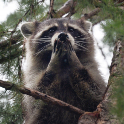 Енот оставил без света несколько тысяч жителей Флориды