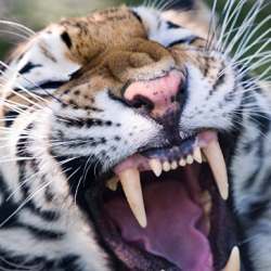 В британском зоопарке тигр растерзал смотрительницу