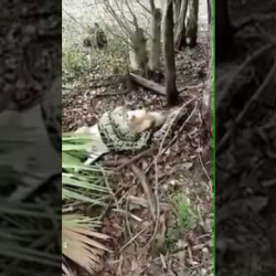 Храбрая женщина расстреляла из пистолета громадного питона, спасая свою козу (ВИДЕО)