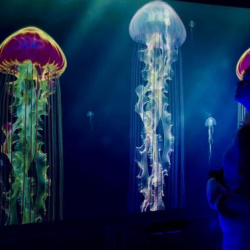 Гиннеске кирген медузалардын коллекциясы