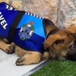 Ит кызматынан кетти