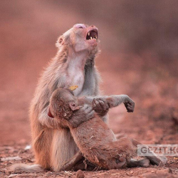 Баласын жоготуп зар какшаган маймыл...