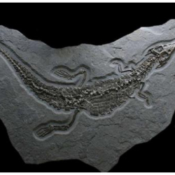 Кытайда 66 миллион жылдык крокодилдин калдыгы табылды