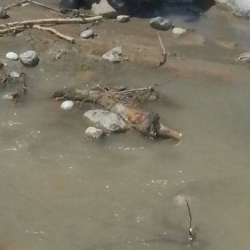 Милиция нашла хозяина ноги, найденной в реке Майлуу-Суу