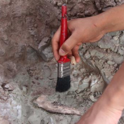 Индонезияда 700 миң жылдык пил фосили табылды