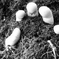 22 жаштагы жигитти достору тирүүлөй көмүп салышкан