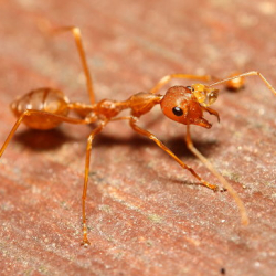 В Японии обнаружили смертельно опасных муравьев из Южной Америки