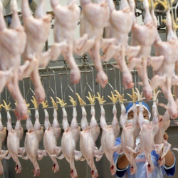 Курятину из России признали опасной для здоровья