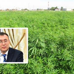 Токонун күчү керемет 