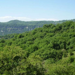 Урматтуу президент! Мыйзамдын кулумун деген сөзүңүзгө туруп, Жалал-Абаддагы токойлорду коррупциядан сактап калыңыз!