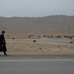 Больше чем просто мясо: будущее сектора животноводства