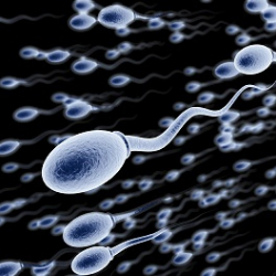 Америкалык генетиктер жасалма сперматозоиддерди иштеп чыгарышат