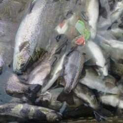 Кайрадан суу булганып, балыктар кырылды