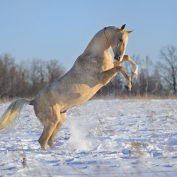 Сууга аты менен агып кеткен киши каза болду