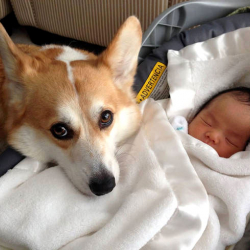 Таштандыга ыргытылган ымыркайды кайтарган ит...