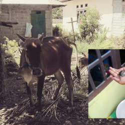 Уй таш бака тууп элди ызы- чууга салды