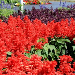 В этом году город Ош окутается цветами?