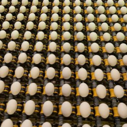 В Иране уничтожено 25 млн домашней птицы