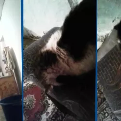 18-февраль түнү Азанды уккан мышык саждага жыгылып элди айран таң кылды