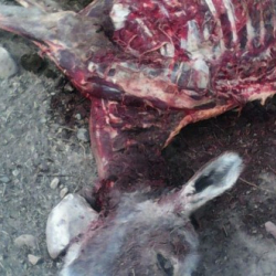 Эшек сойгон кишилер кармалды