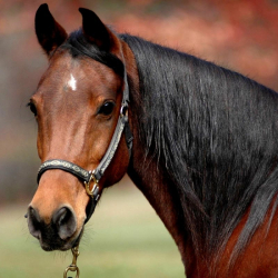 Уулум менен керкашка кулунумдун  сырдуу өлүмү