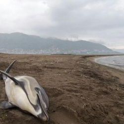 На побережье Аргентины выбросился 61 дельфин