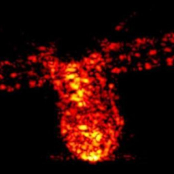 Кытайдын космостук станциясы Түркияга түшпөй калды