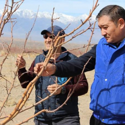ФАО продвигает развитие плодоводства в Кыргызстане для повышения производительности фермерских хозяйств
