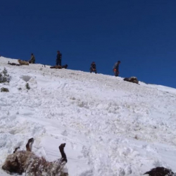 Ысык-Көлдө кырылган койдун саны миңден ашты