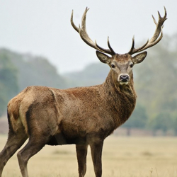 БОЛГОН ОКУЯ: Аңчынын арманы