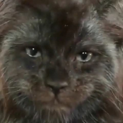 Адамга түспөлдөш мышык интернет колдонуучулардын жакасын карматты