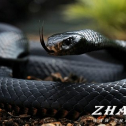  Кыргызстанда коркунучтуу жыландар пайда болдубу? ӨКМ жооп берди