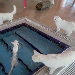 Сууда сүзгөн мышыктар