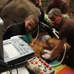 Биологи близки к "воскрешению" вымершего белого носорога
