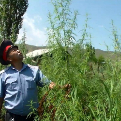 СҮРӨТ - «Кара-Куурай» аталышындагы ыкчам иликтөөгө 300дөй адам ...