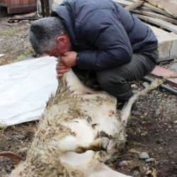 ВИДЕО - Койдун куйругун чийки жеген адам