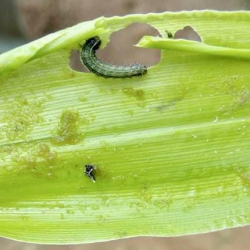 Травяная совка может перебраться из Индии в другие районы Азии