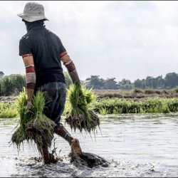 Индекс продовольственных цен ФАО оставался в августе стабильным
