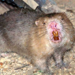 Келемиш аялга кол салды