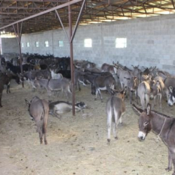 Кайрадан эшек жаңжалы