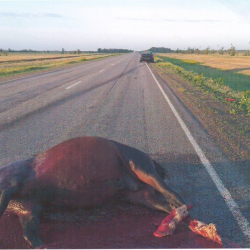 Он жылкыны ойрон кылган Ош-Бишкек жолу