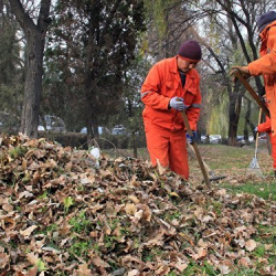 Түшкөн жалбырактарды өрттөгөндөр айыпка жыгылат